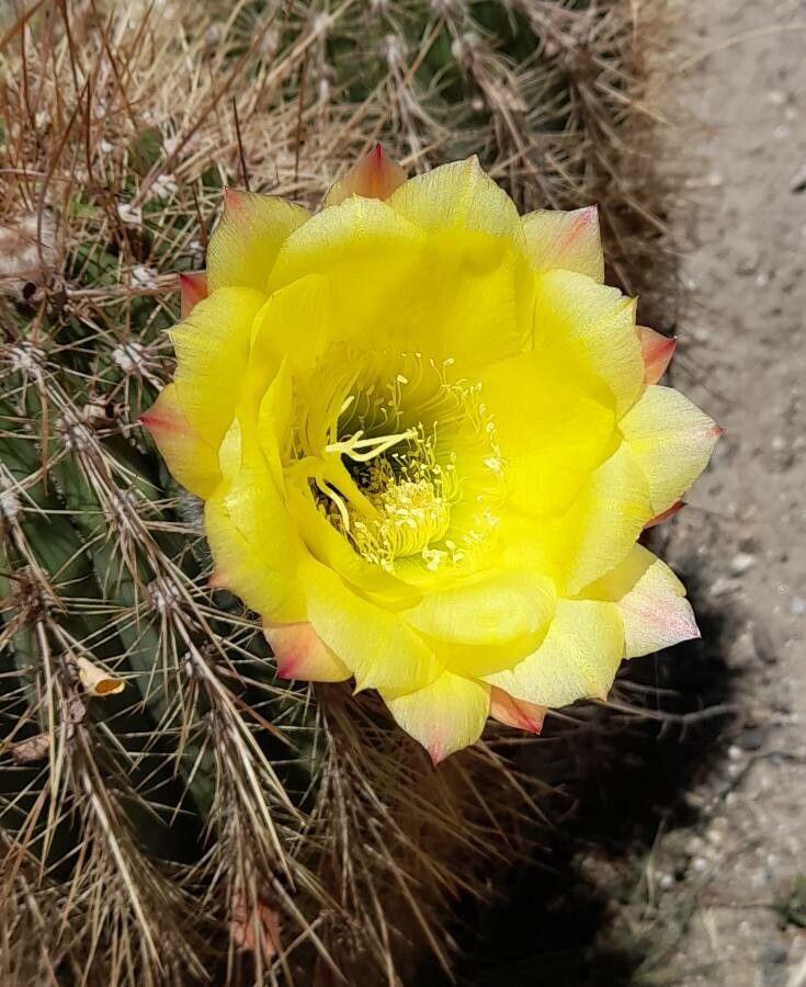 Echinopsis formosa flower
