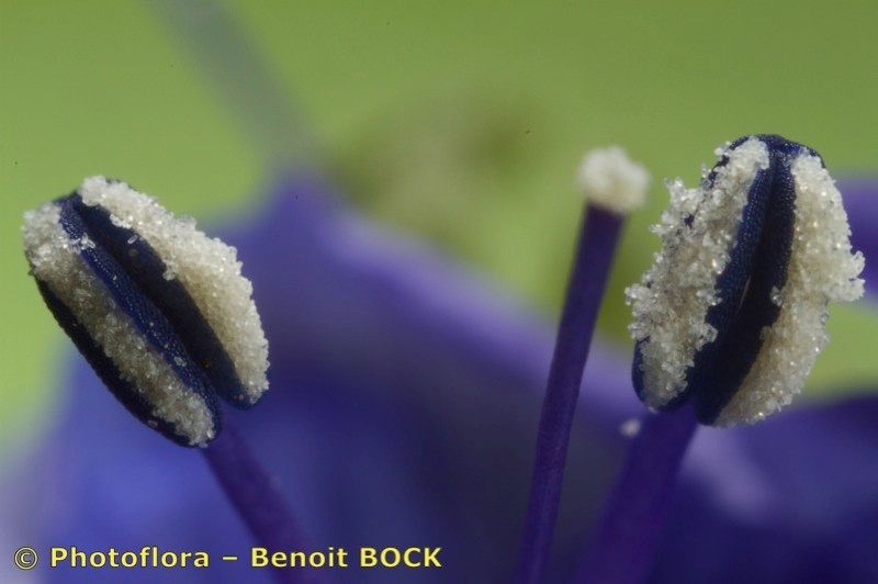 Veronica scheereri other