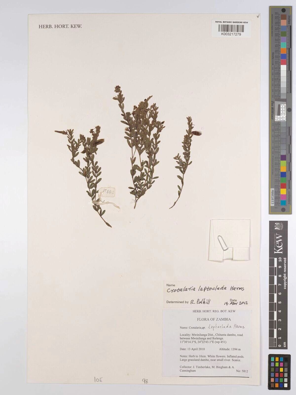 Crotalaria leptoclada — houseplant care guide