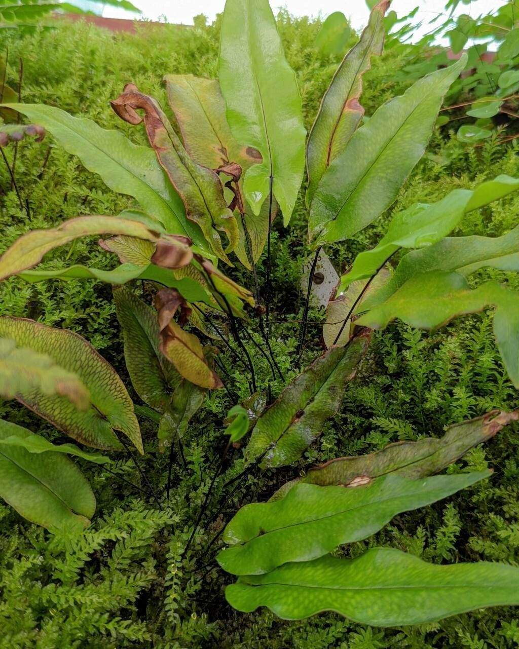 Doryopteris sagittifolia habit