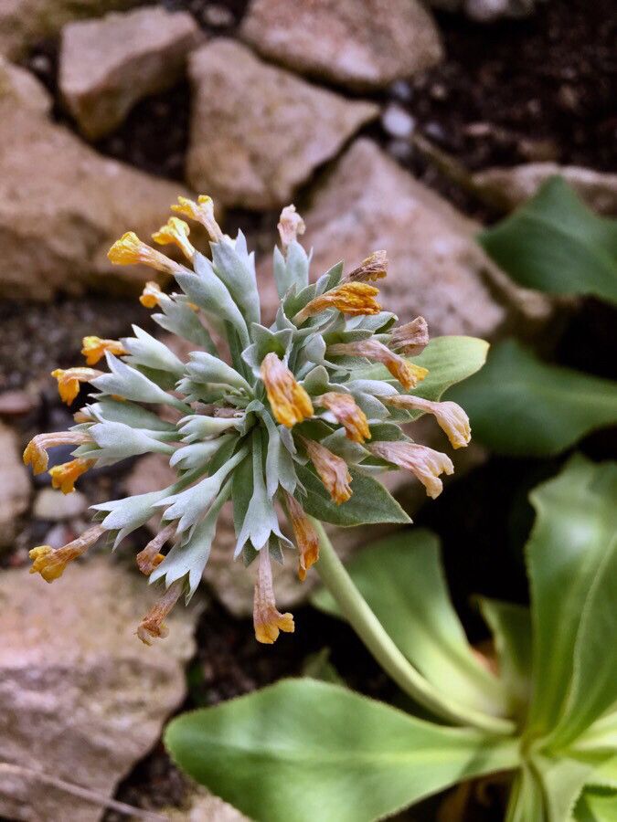 Primula palinuri flower