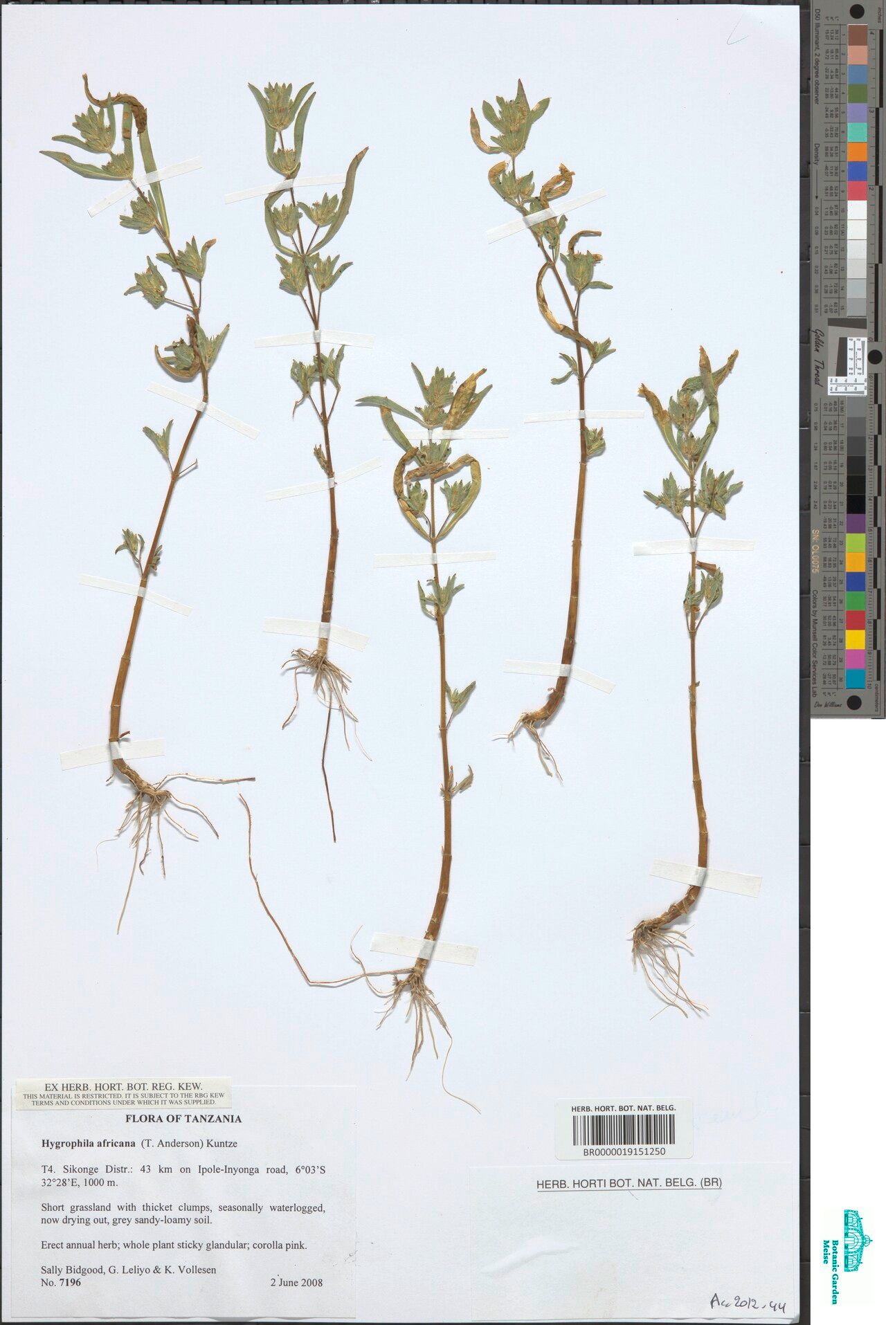 Hygrophila africana — related species from the same genus