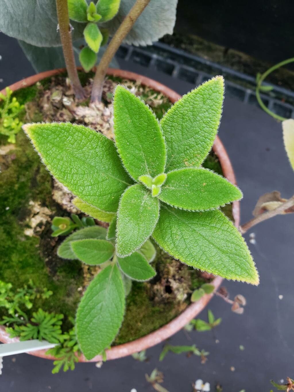 Sinningia incarnata leaf