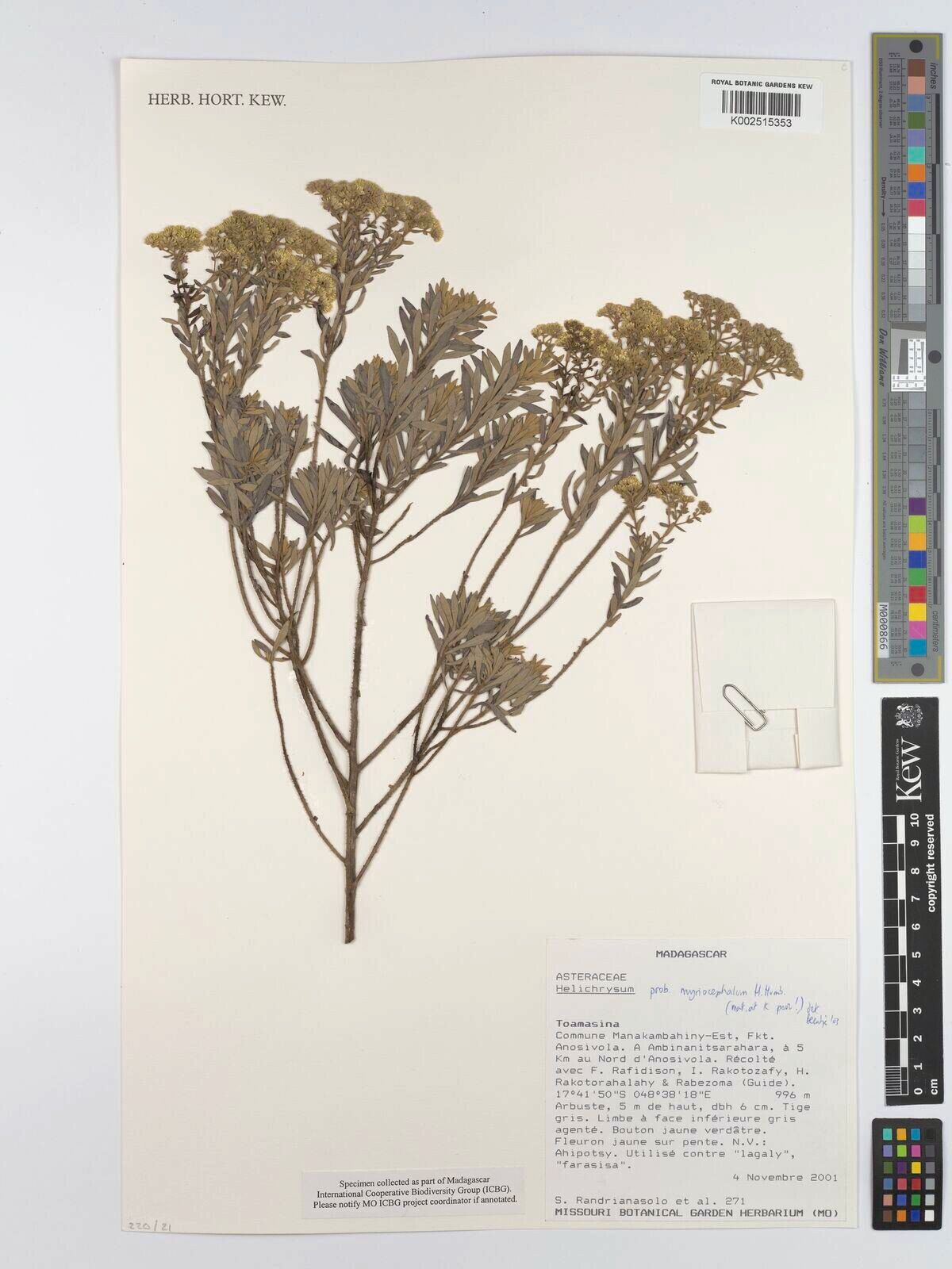 Helichrysum myriocephalum — houseplant care guide