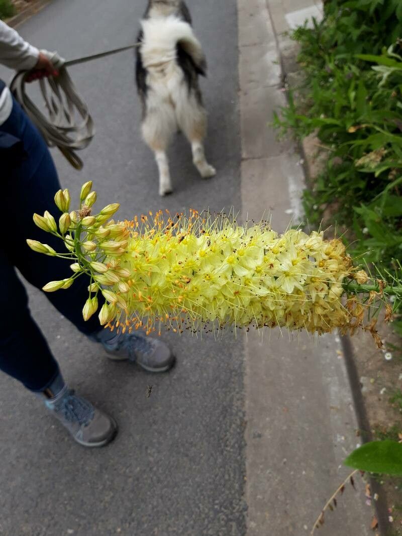 Eremurus stenophyllus fruit