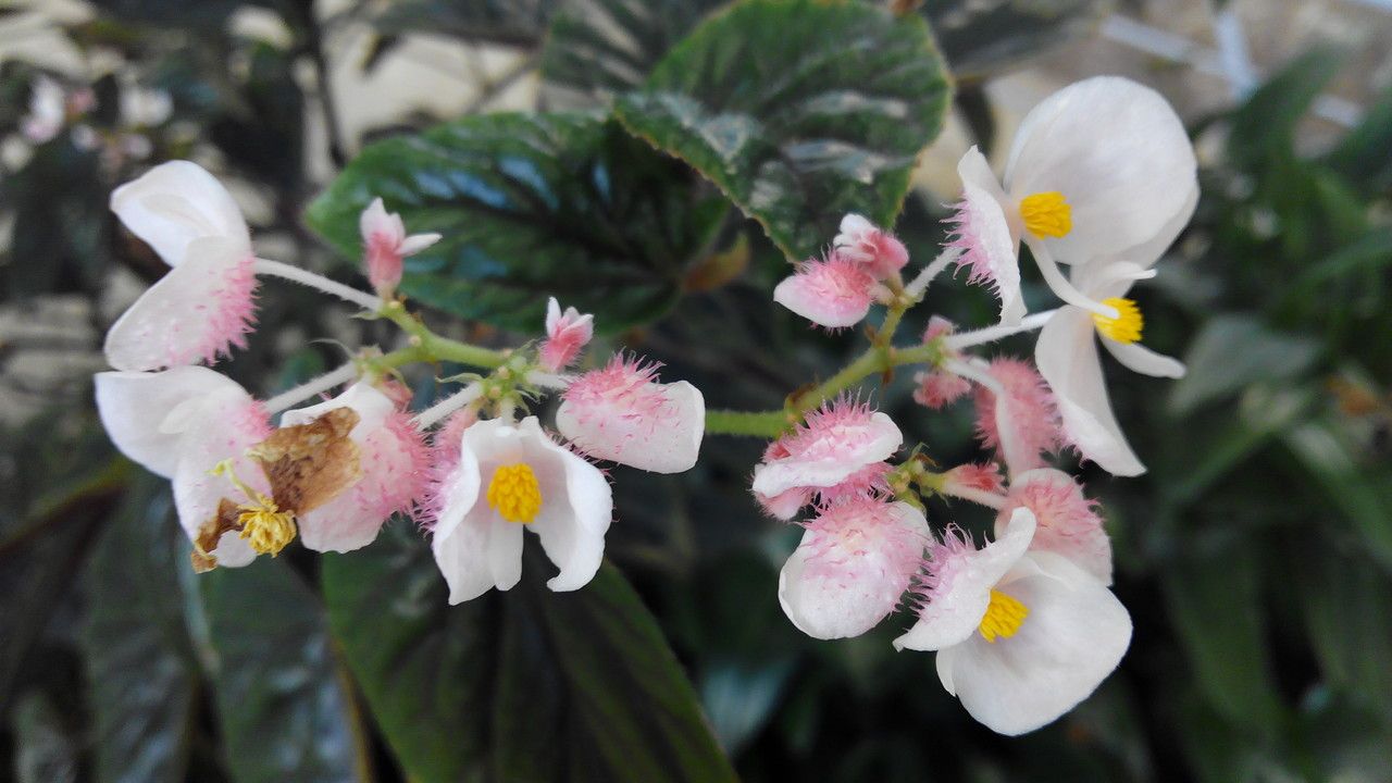 Begonia incarnata flower