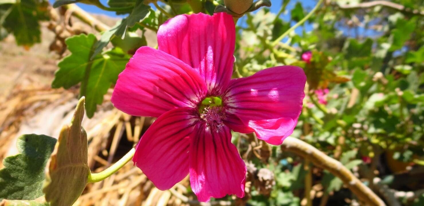 Malva assurgentiflora flower