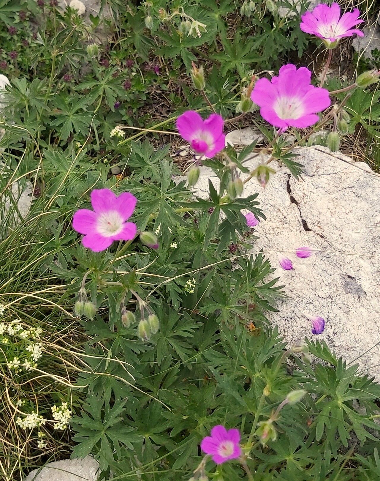 Geranium caeruleatum — houseplant care guide