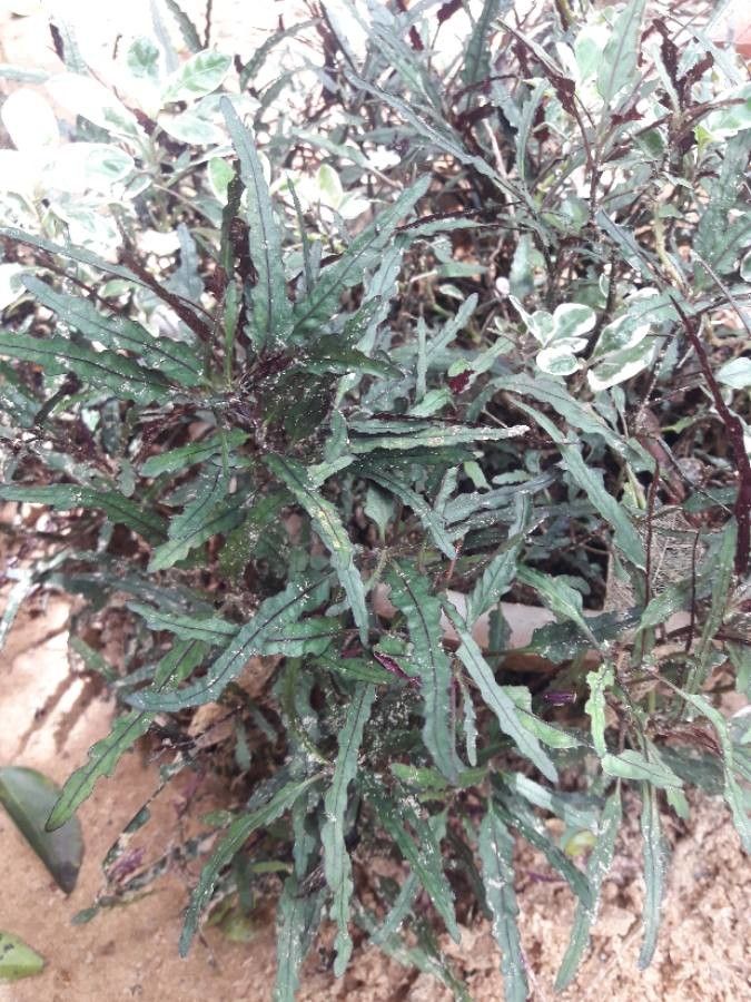 Hippobroma longiflora leaf
