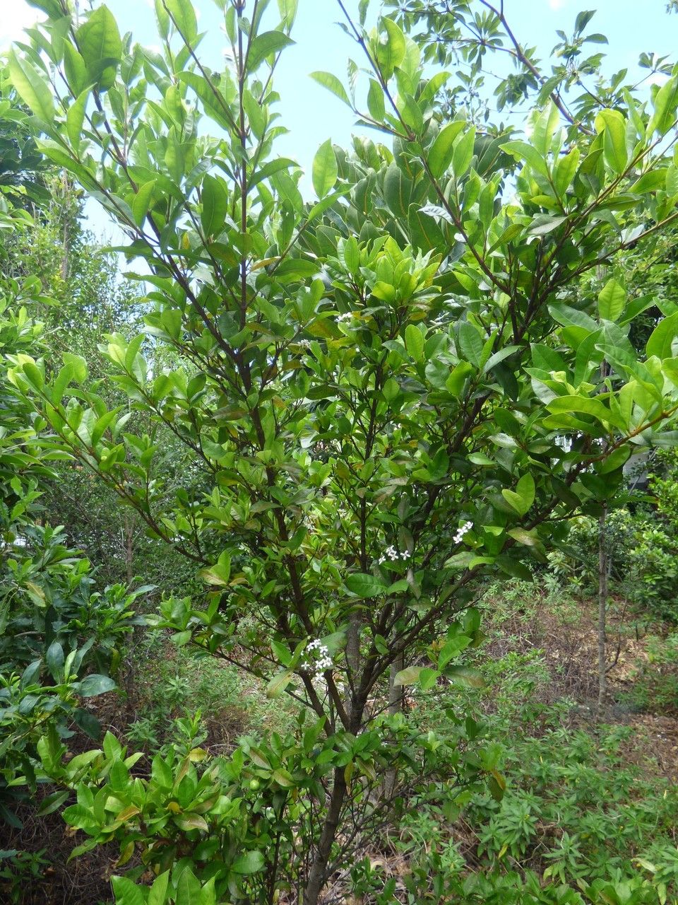 Pyrostria commersonii habit