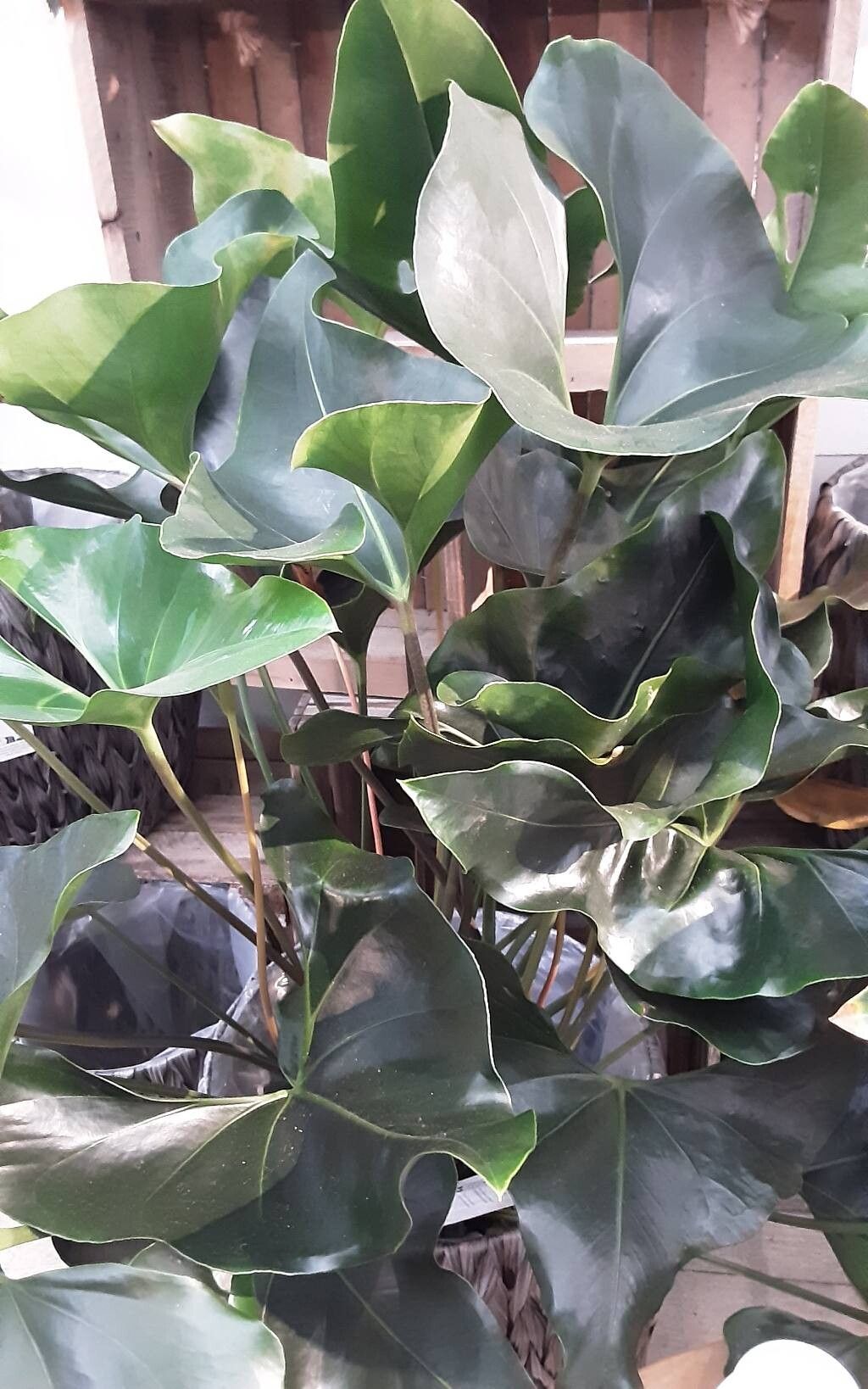 Anthurium buganum habit