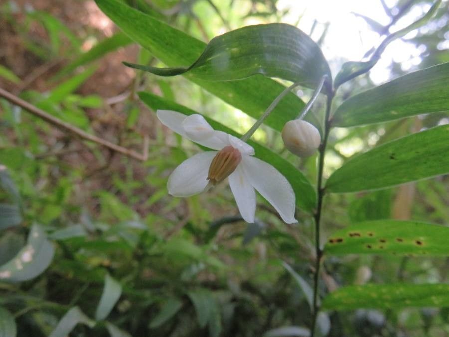 Luzuriaga radicans flower