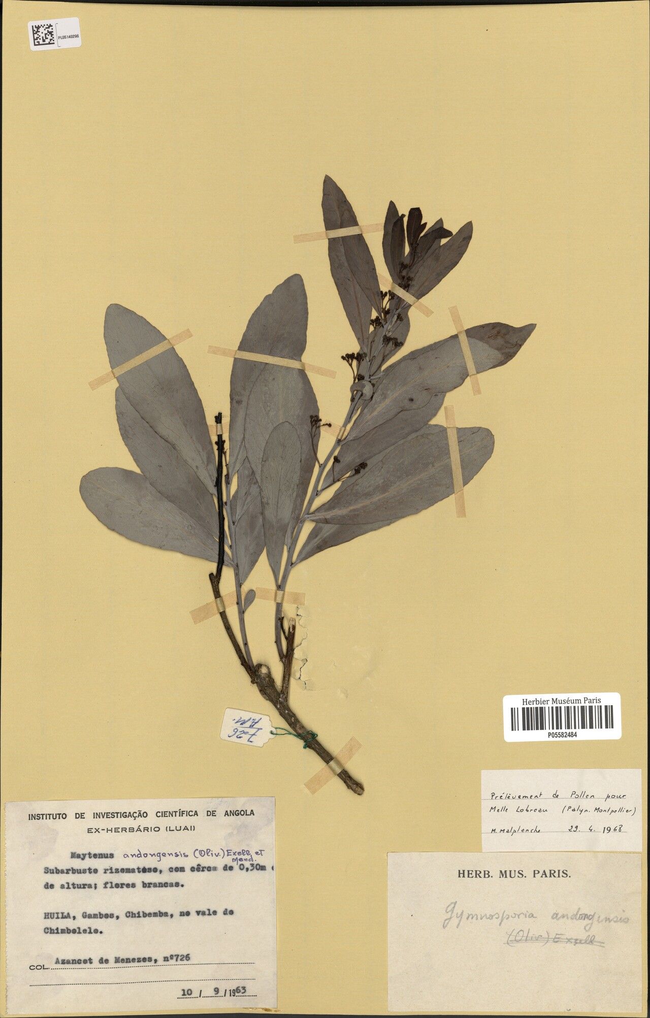 Gymnosporia annobonensis — related species from the same genus