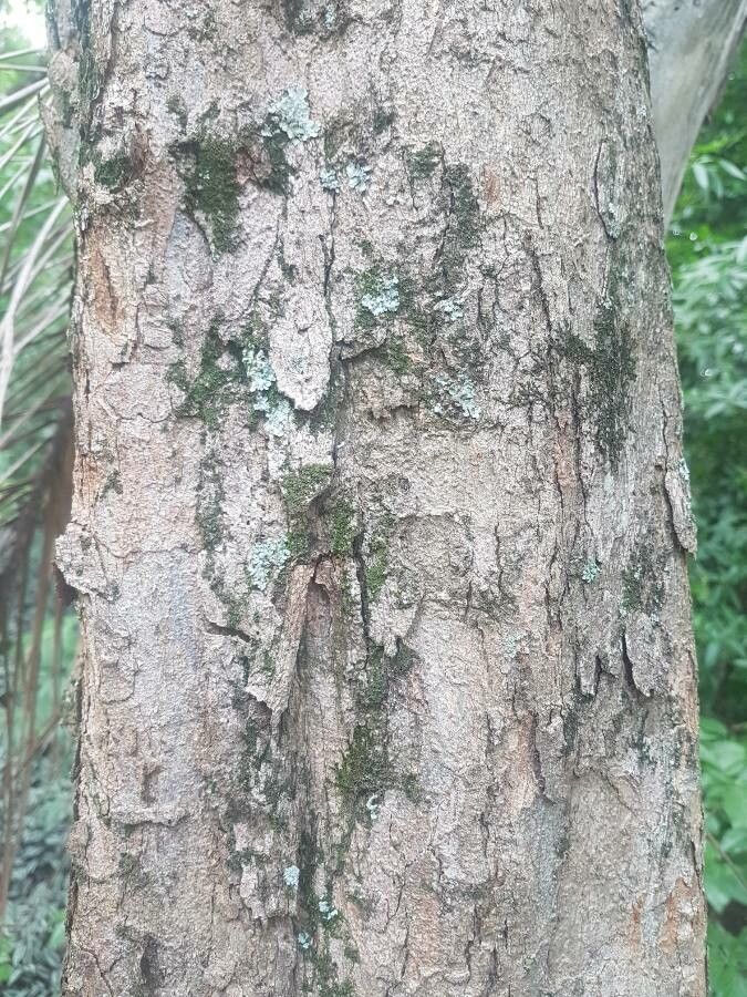 Pterocarpus rohrii bark