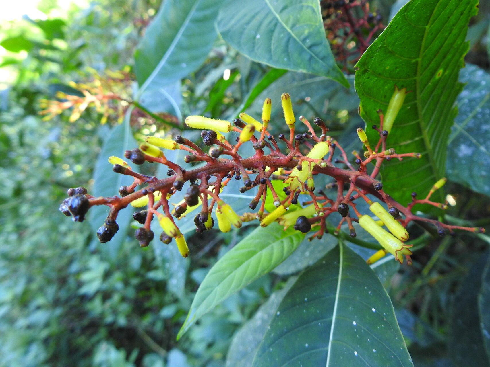 Palicourea macrobotrys — houseplant care guide