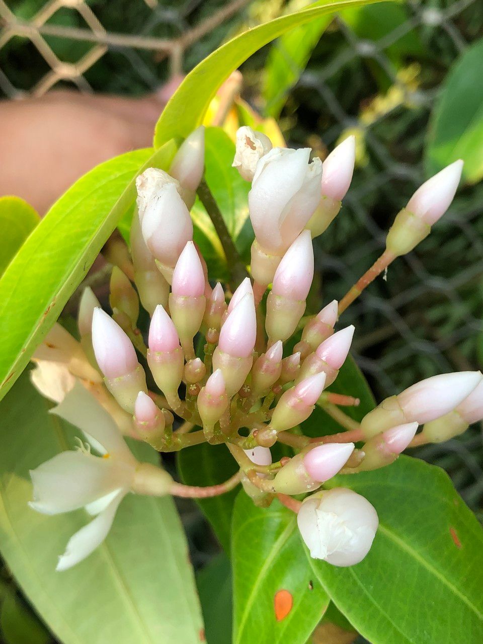 Medinilla crassifolia fruit