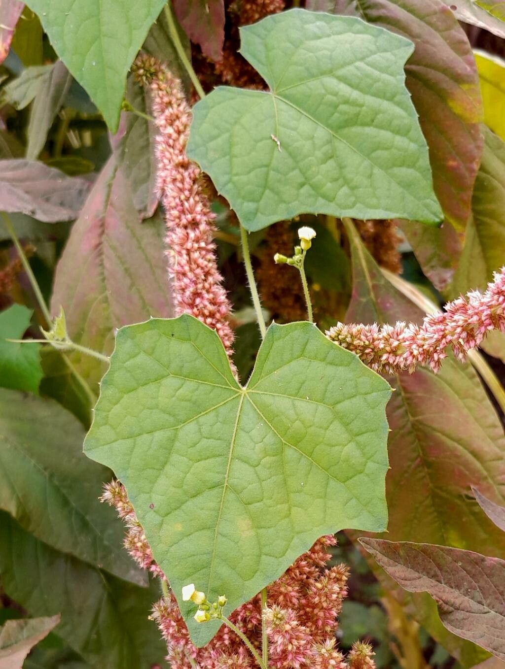 Melothria scabra leaf