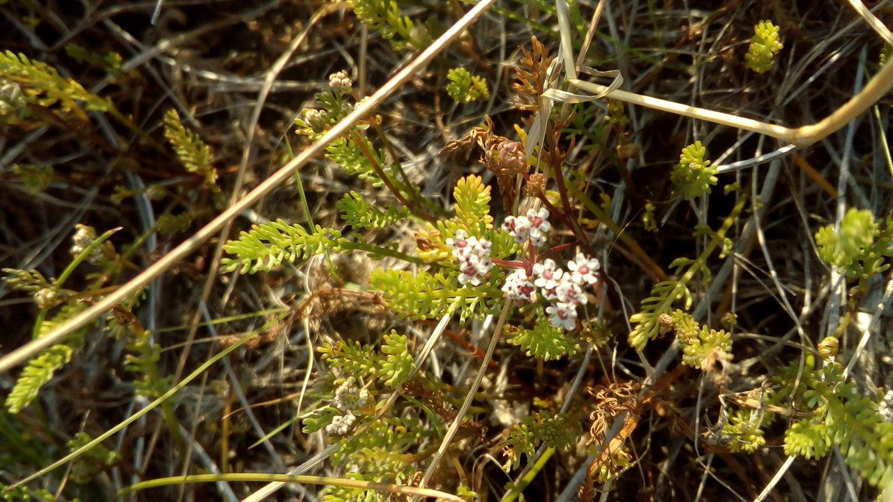Caropsis verticillato-inundata flower