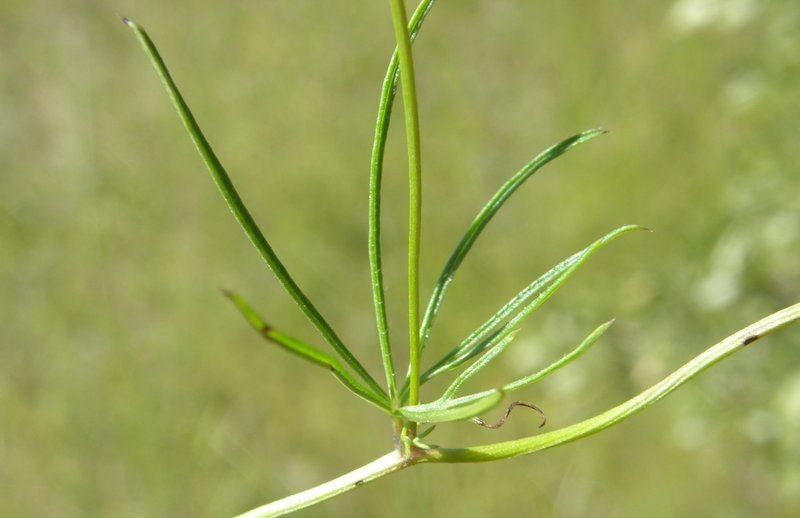 Ipomoea costellata — search result for 'Ipomoea'