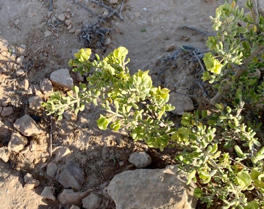 Tetraena dumosa — search result for 'Egypt'
