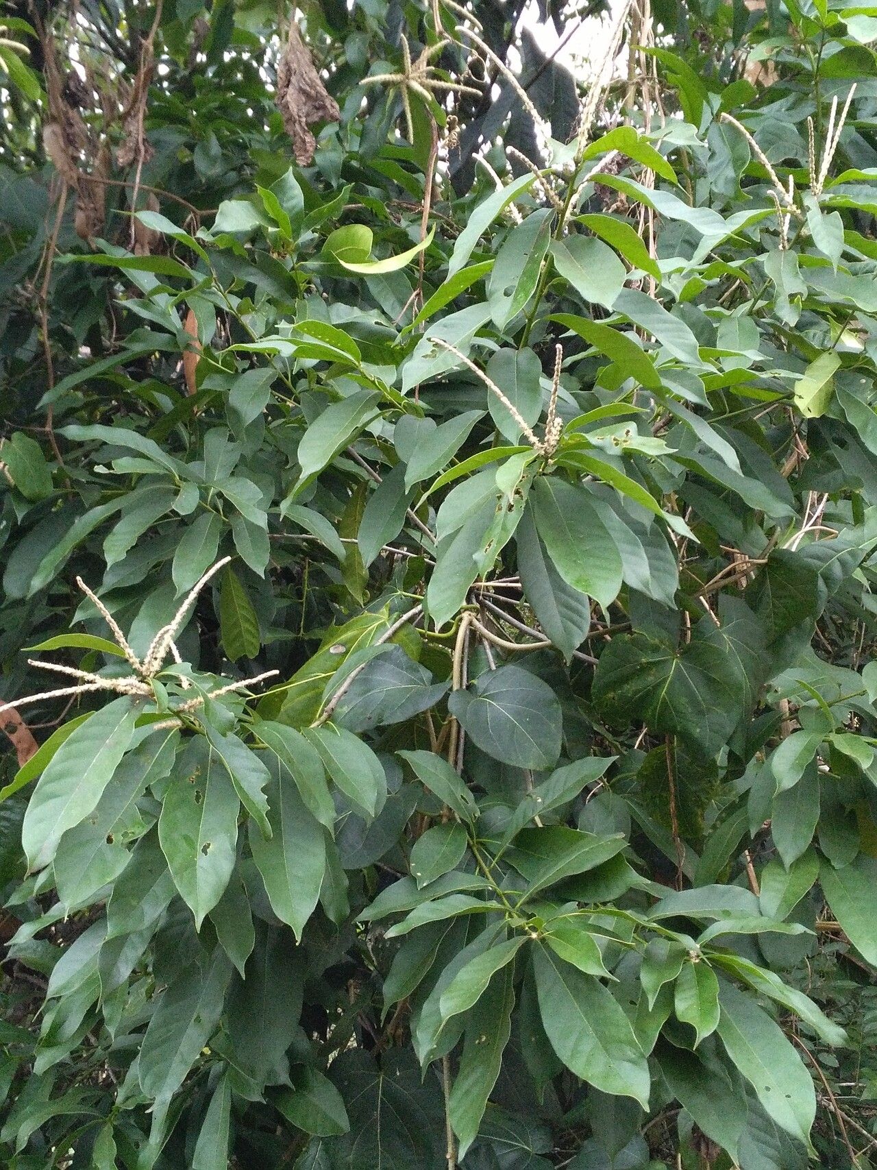 Castanopsis sclerophylla habit