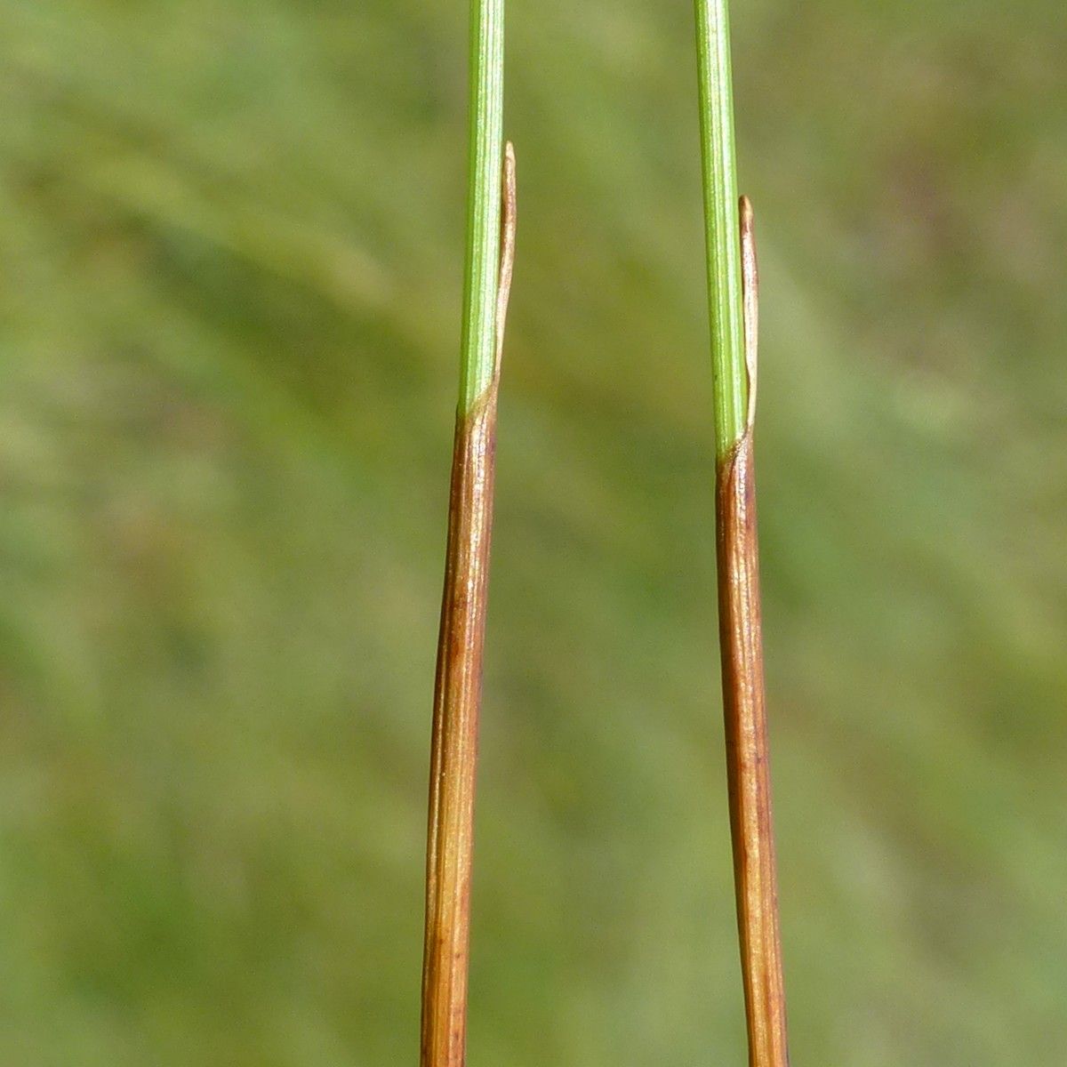 Trichophorum alpinum bark