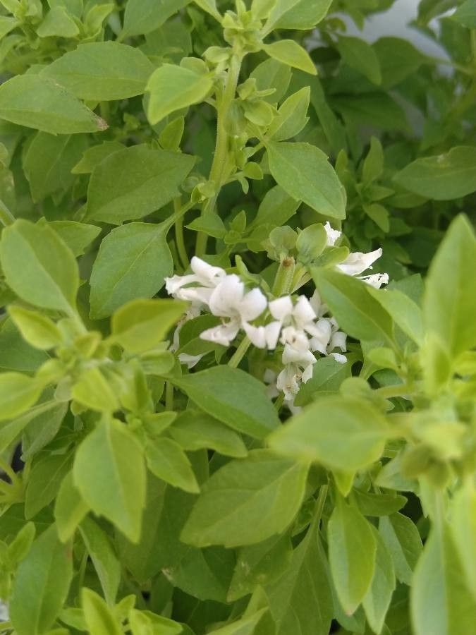 Ocimum minimum flower
