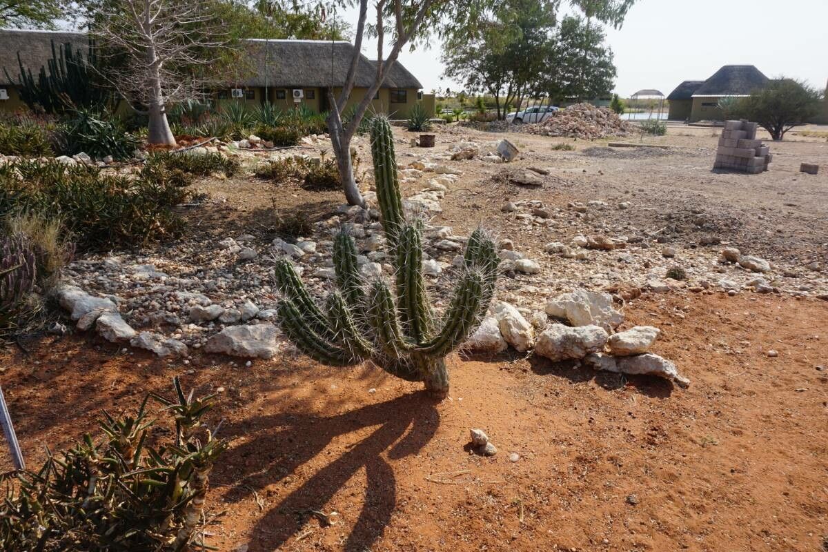 Stetsonia coryne bark