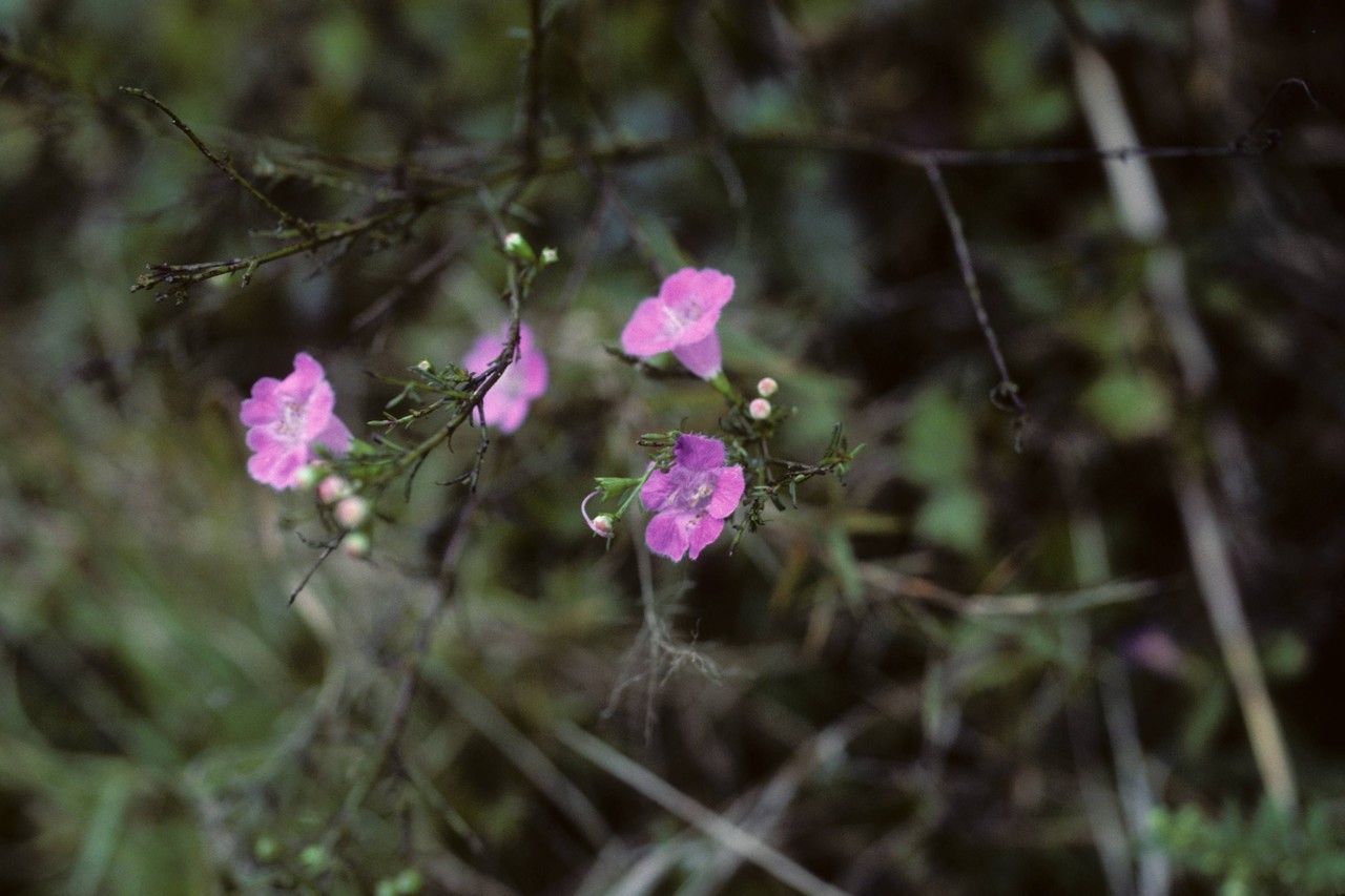 Agalinis skinneriana habit