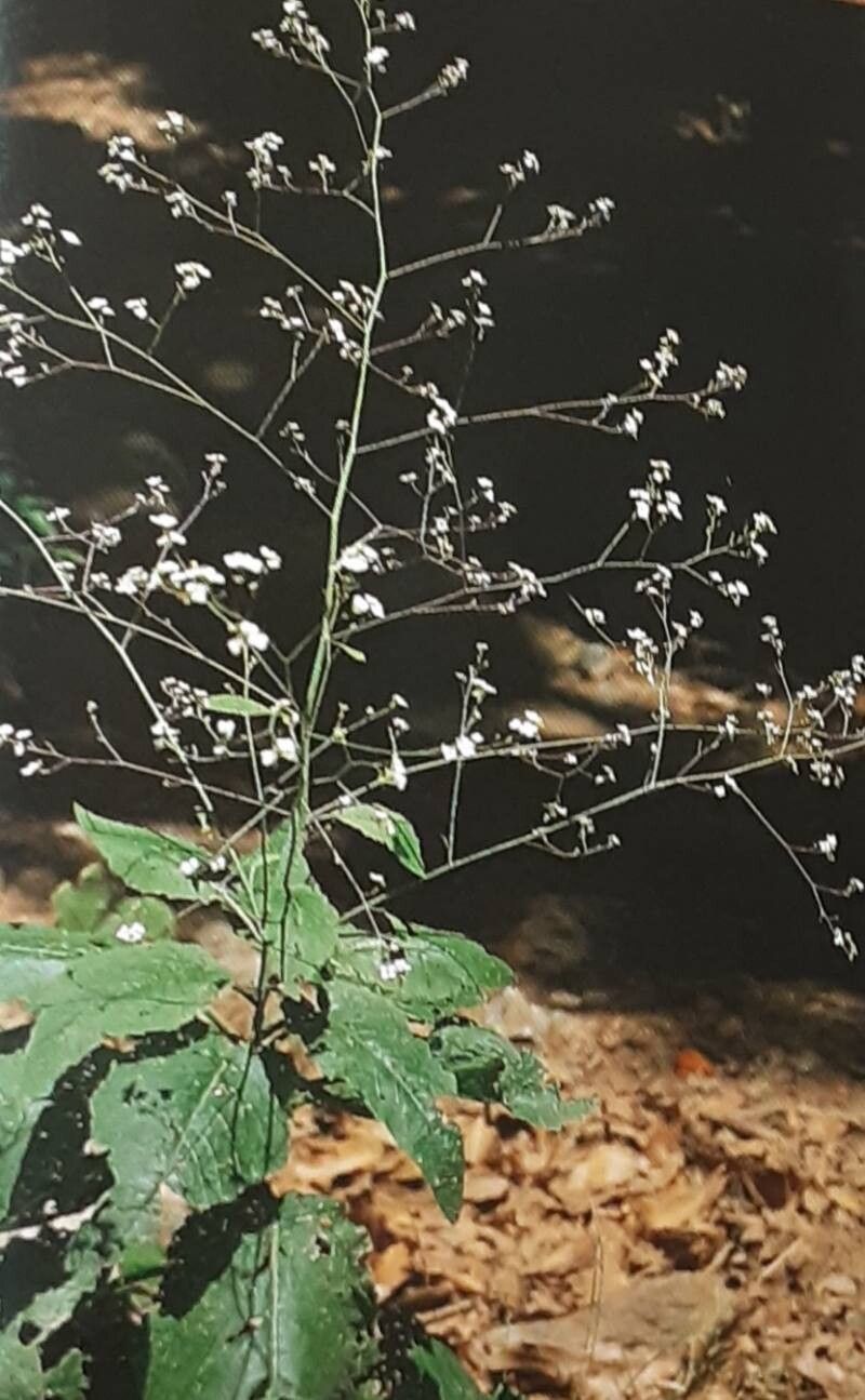 Crambe strigosa habit