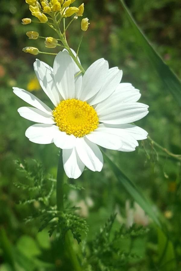 Anthemis pseudocotula flower