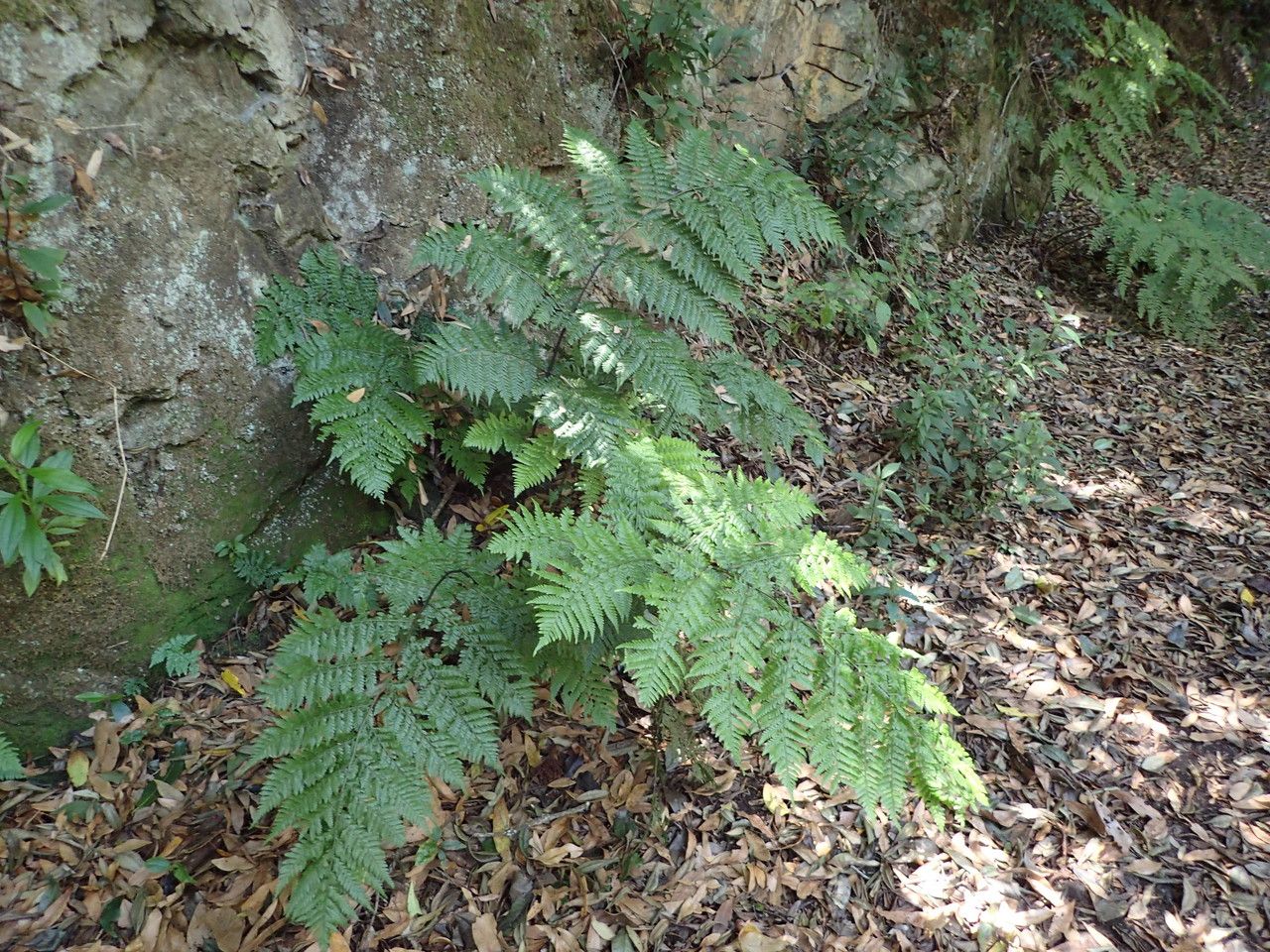 Diplazium caudatum habit