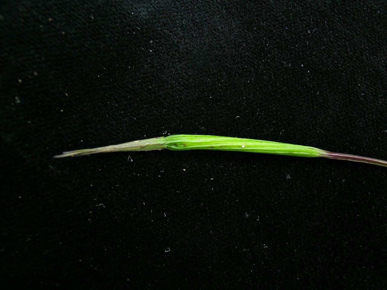 Campanula aristata — houseplant care guide