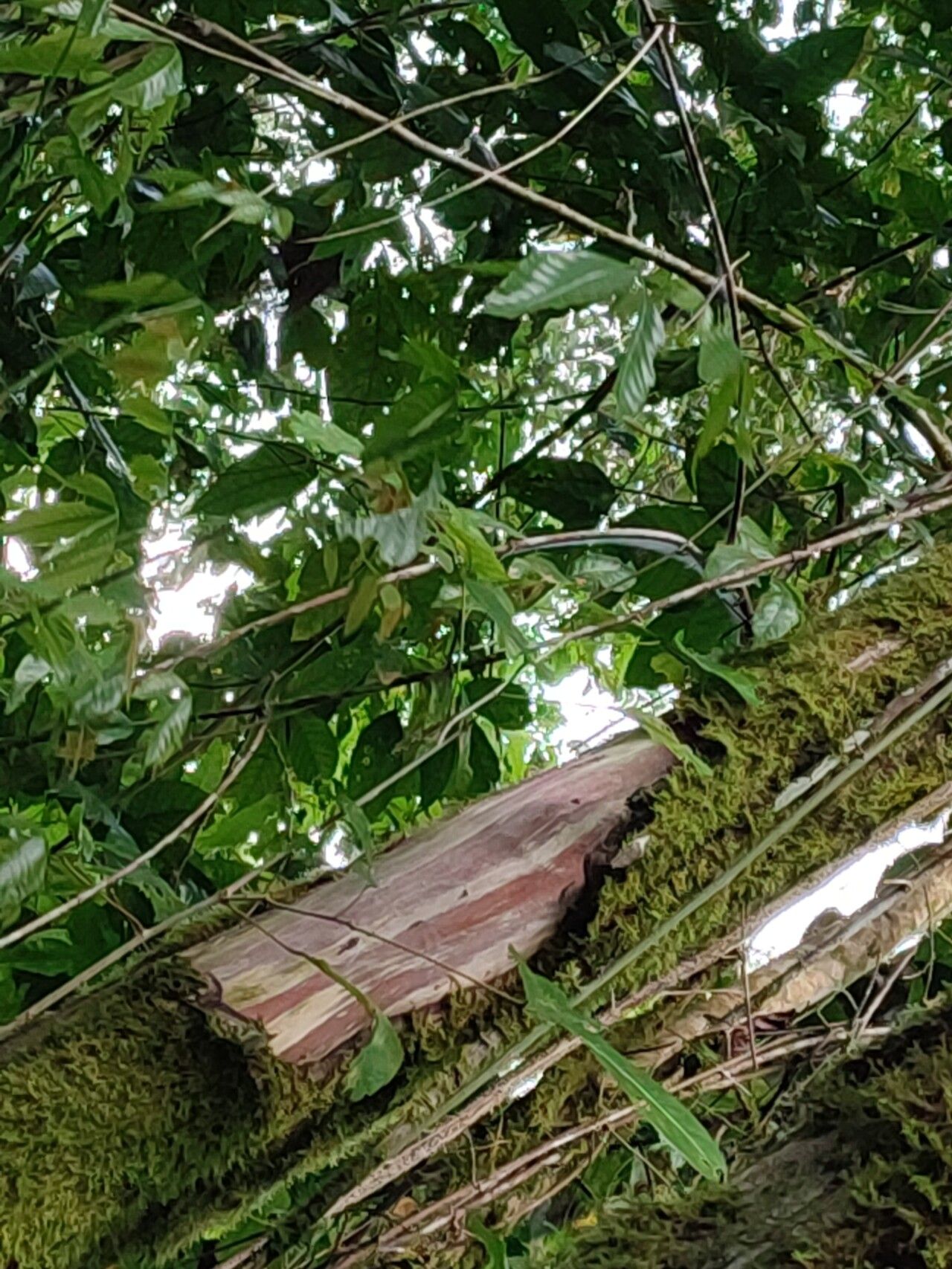 Allophylus grandifolius bark