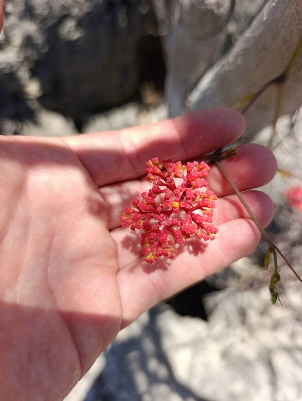 Cyphostemma pachypus — houseplant care guide