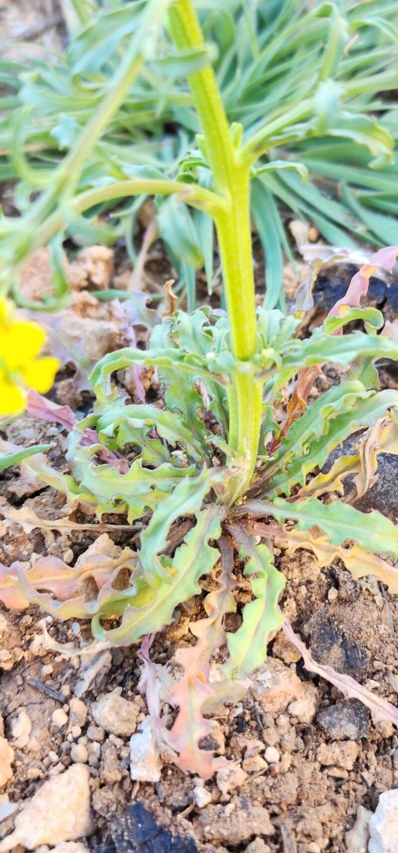 Erysimum repandum bark