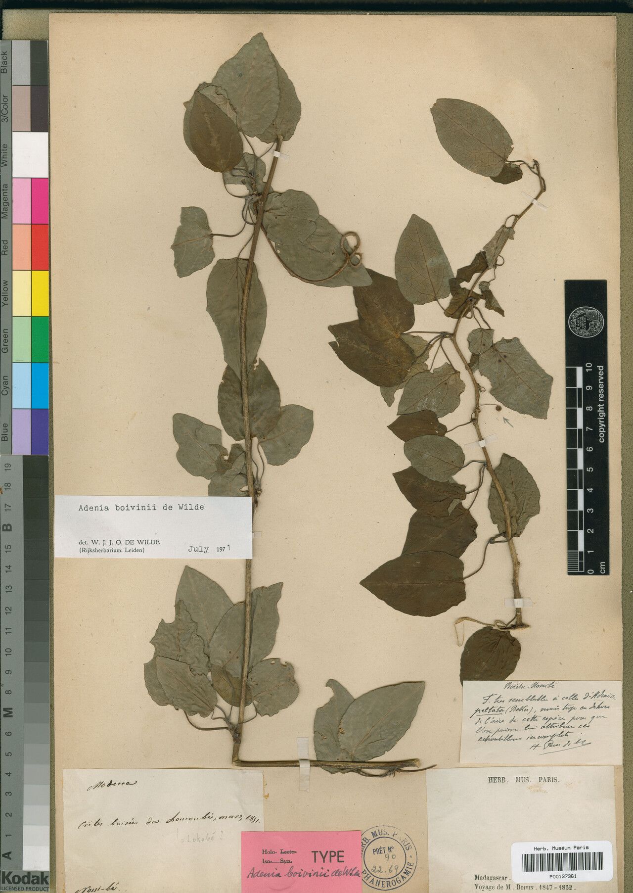 Adenia boivinii — related species from the same genus