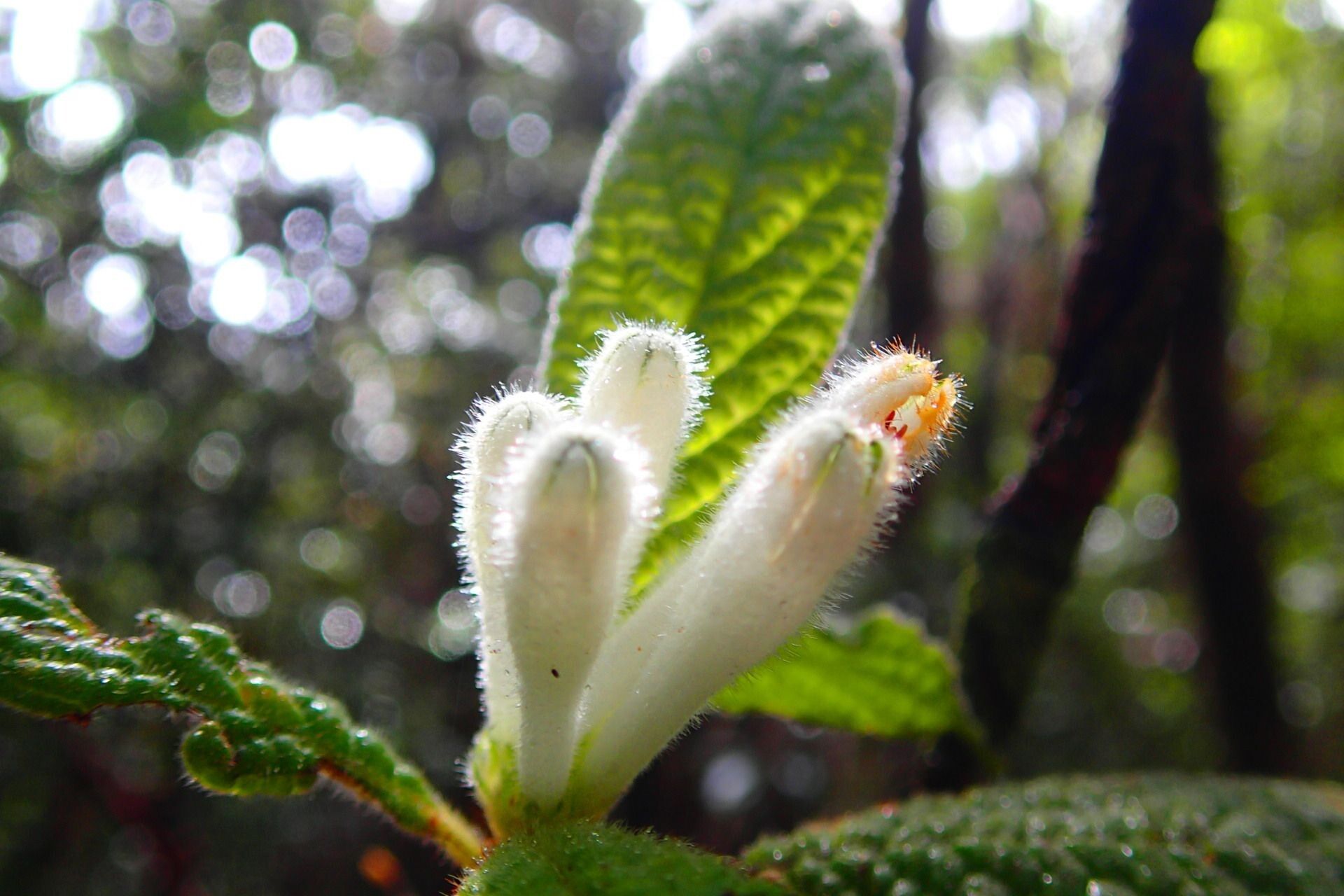 Psychotria fuscopilosa flower