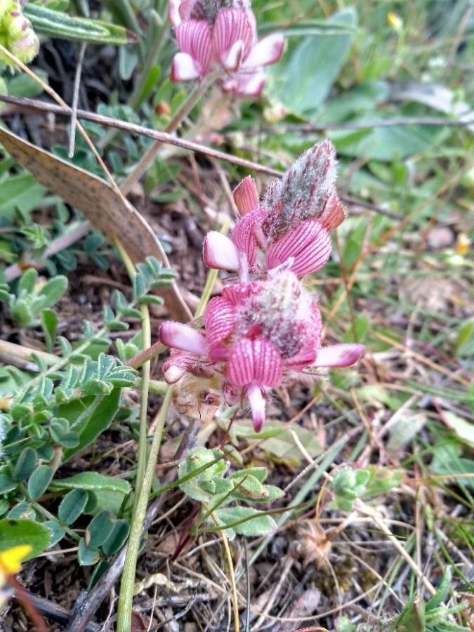 Hedysarum humile flower