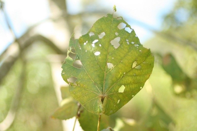 Dombeya ciliata leaf