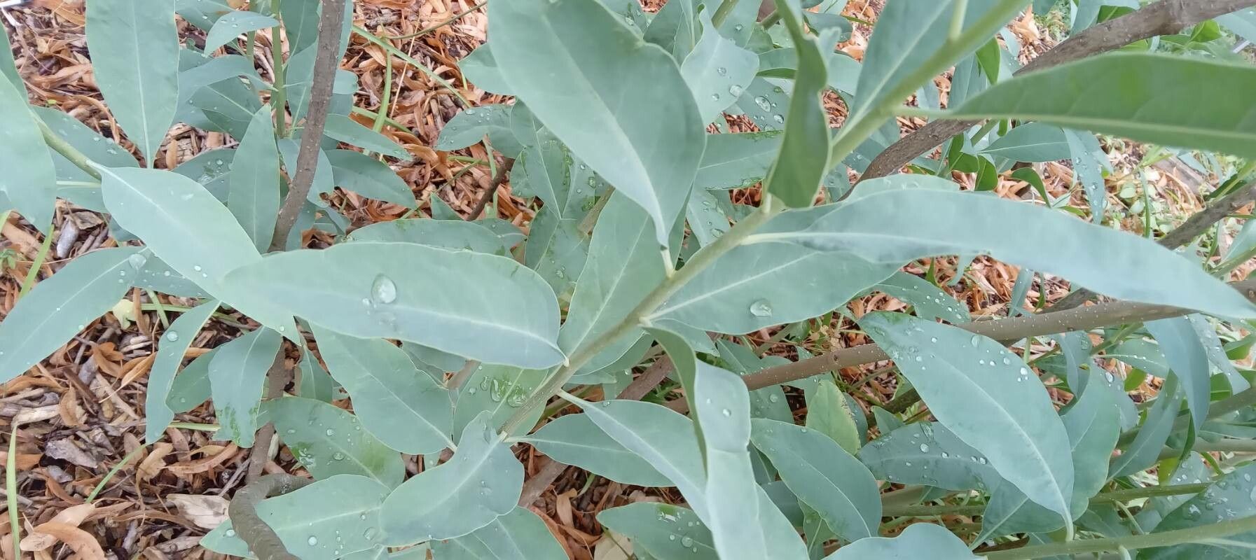 Solanum glaucophyllum — search result for 'Uruguay'