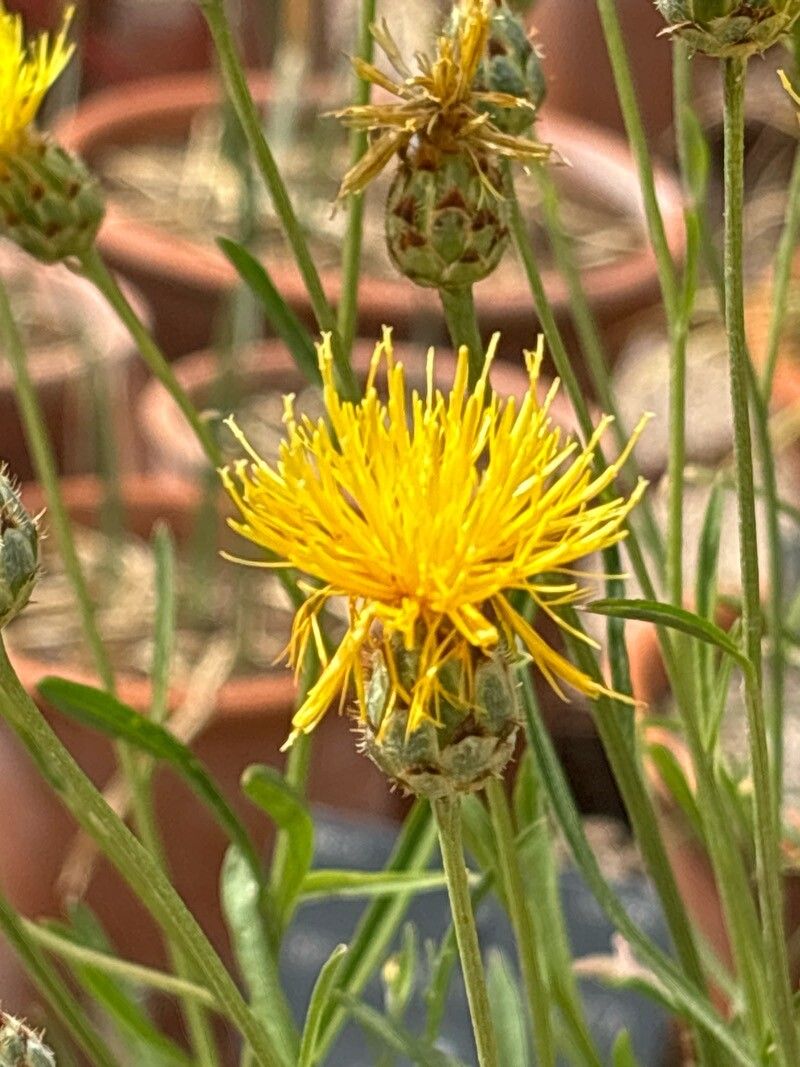 Centaurea prolongi flower