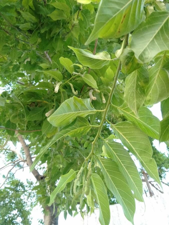 Broussonetia luzonica