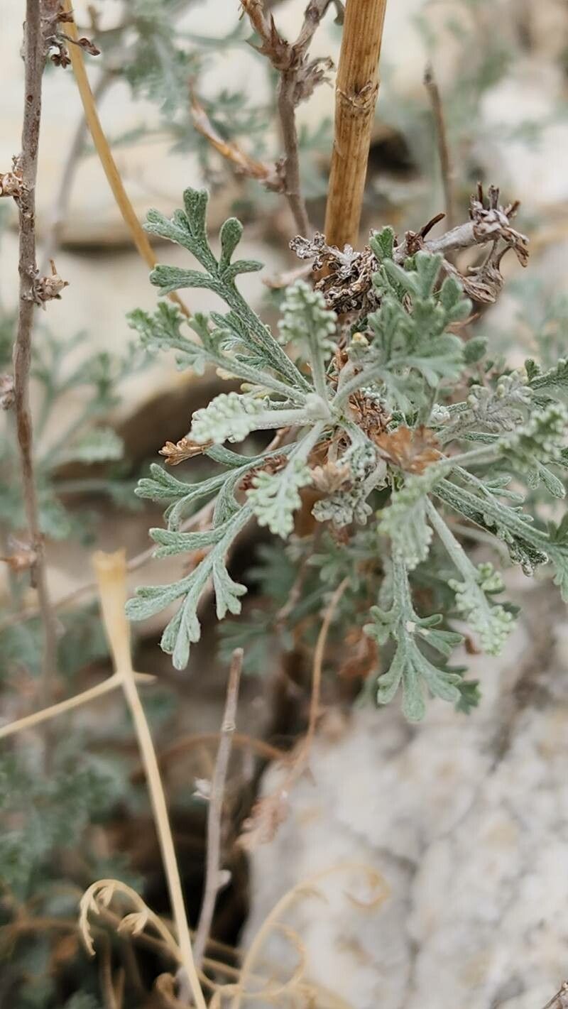 Artemisia sieberi — search result for 'Artemisia'
