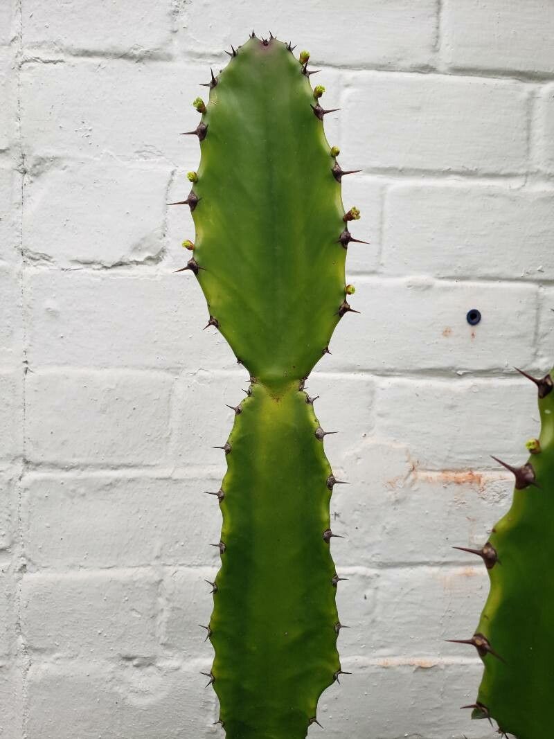 Euphorbia kamerunica — search result for 'Chad'