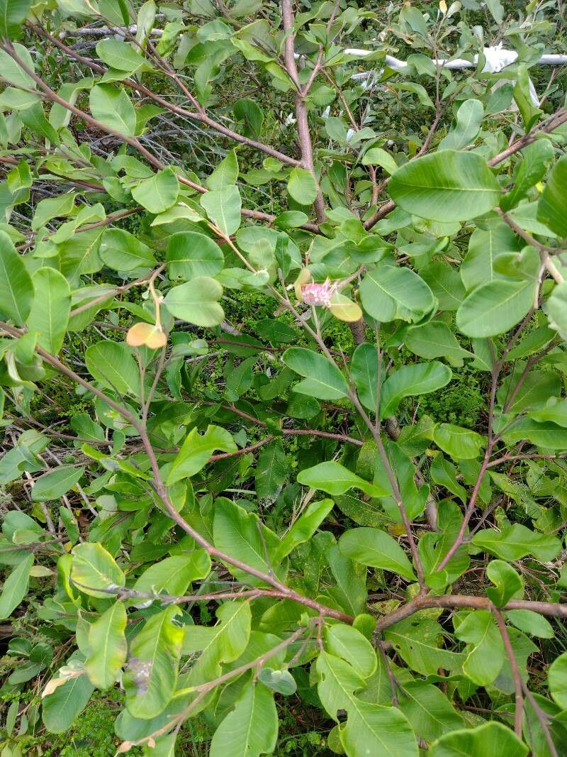 Grevillea macleayana leaf