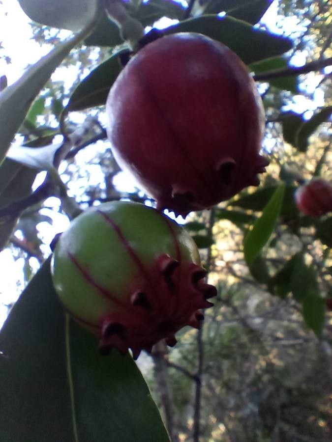 Clusia lanceolata fruit