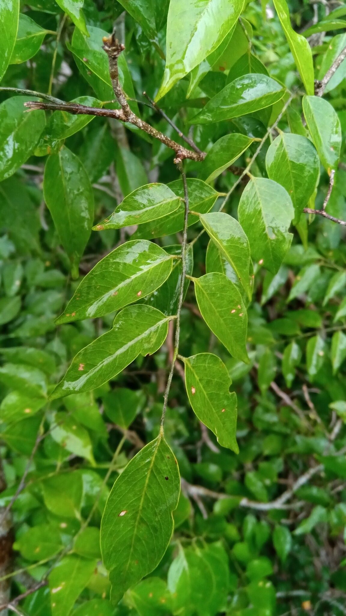 Dalbergia greveana leaf