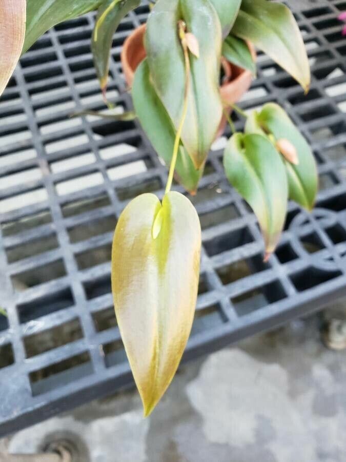 Pleurothallis maduroi — houseplant care guide