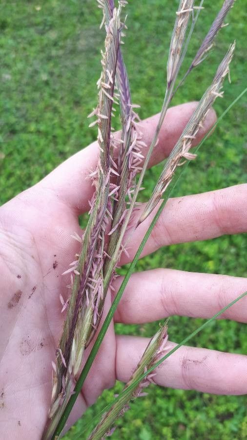 Andropogon gerardii fruit